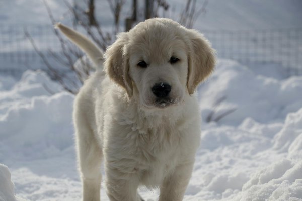 Top Tips for Seamlessly Introducing New Toys to Your Cat