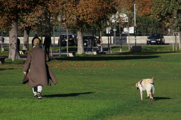 Engaging Activities for Senior Golden Retrievers: Boosting Cognition with Limited Mobility