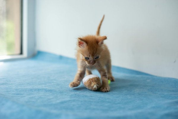 Essential Tips for UK Residents: How to Build the Perfect Bat Boxes in Your Local Area