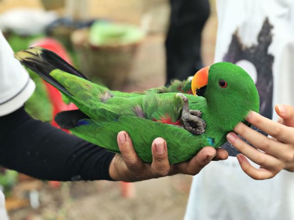 How to Improve Bird Health with Natural and Holistic Solutions ?